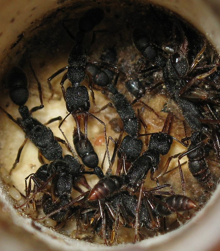 Harpegnathos venator