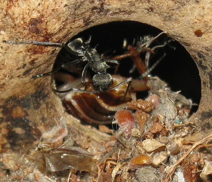 polyrhachis_dives_4881.JPG