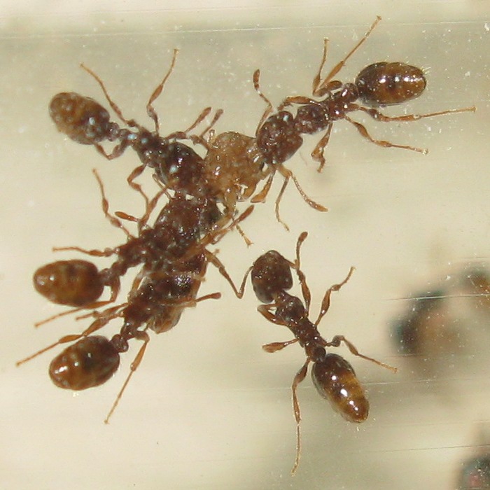 Пятеро на одного!