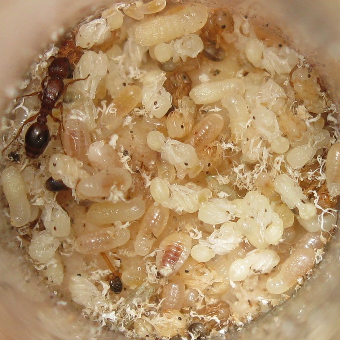 Матка Tetramorium bicarinatum