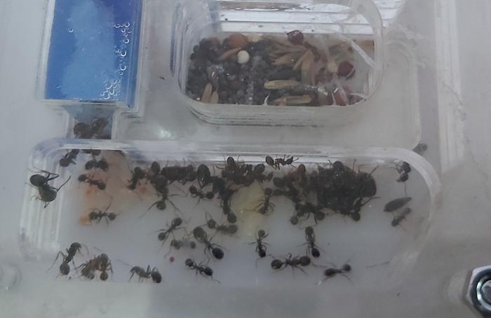 Семья мессоров-8-5-21.jpg