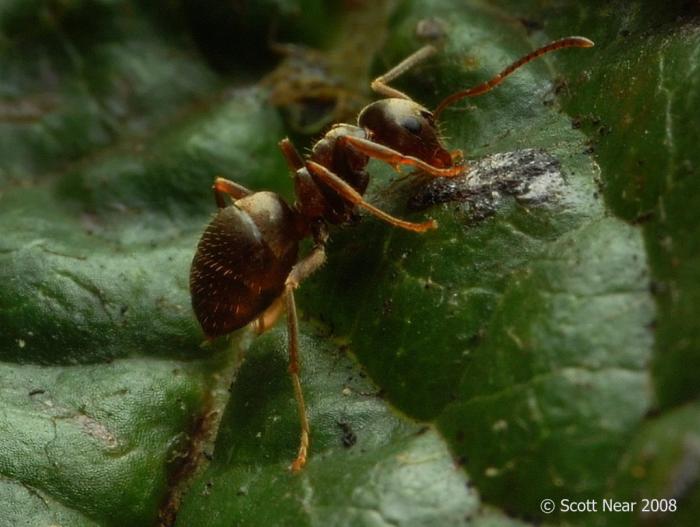 Ant (1).jpg