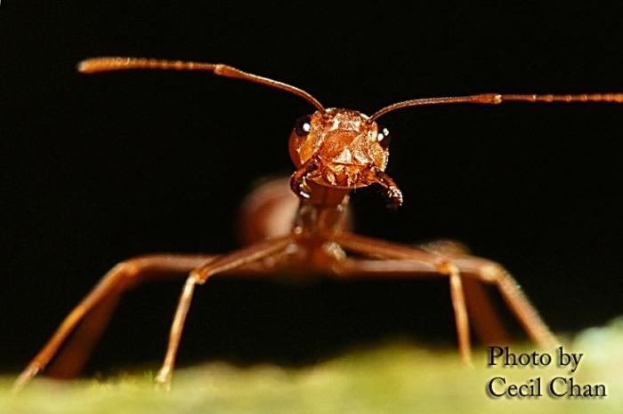 Ant.jpg