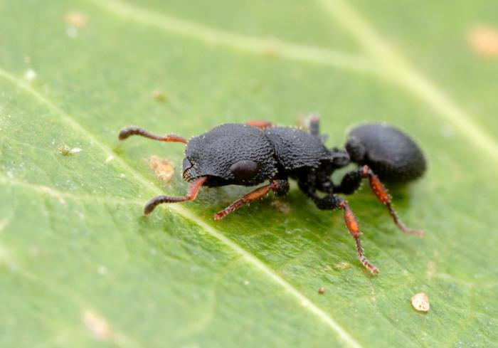 Cataulacus brevisetosus.jpg