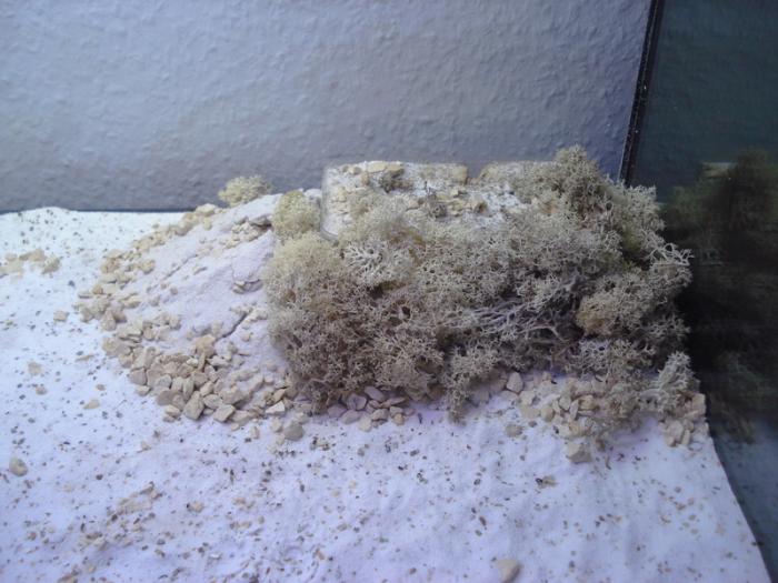 Формикарий