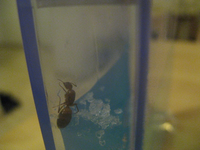 Муравей крупным планом.