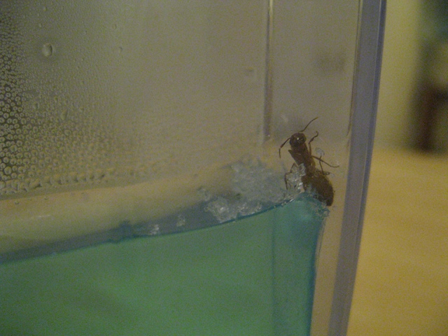 Вода в аквариуме.