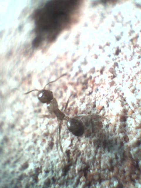 Веб-камера - микроскоп