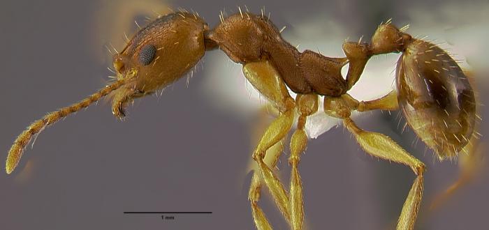 Aphaenogaster rudisLa2.5_0.jpg