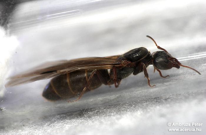 img631901pd3 (1).jpg