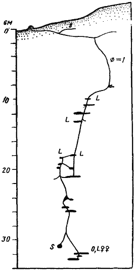 Leptothorax semenovi.gif
