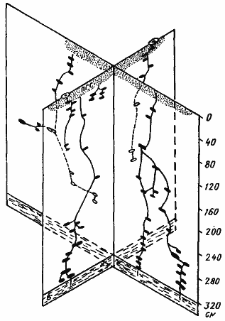 messor aralocaspius.gif