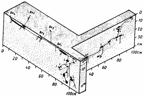 monomorium gracillum.gif
