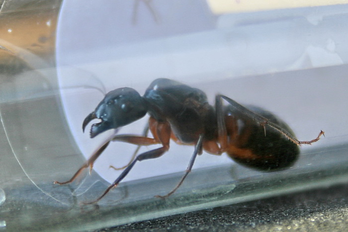 Camponotus fellah