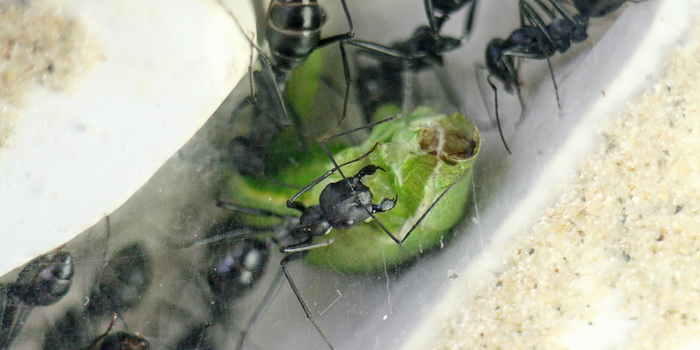 Cataglyphis niger 47.JPG