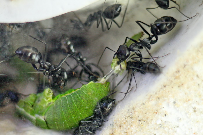 Cataglyphis niger 48.JPG