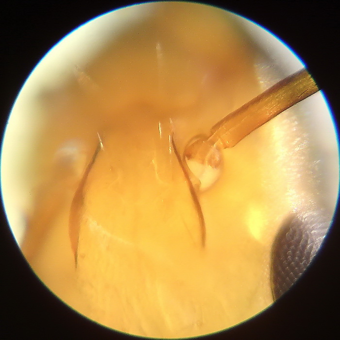 Ant under microscope 2