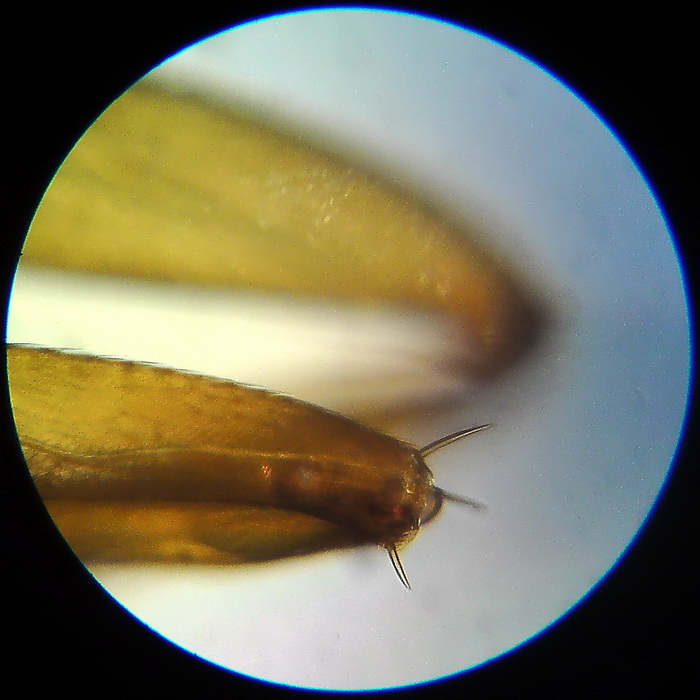 Ant under microscope 3