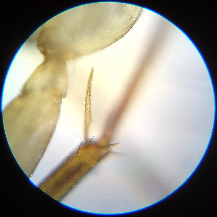 Ant under microscope 4