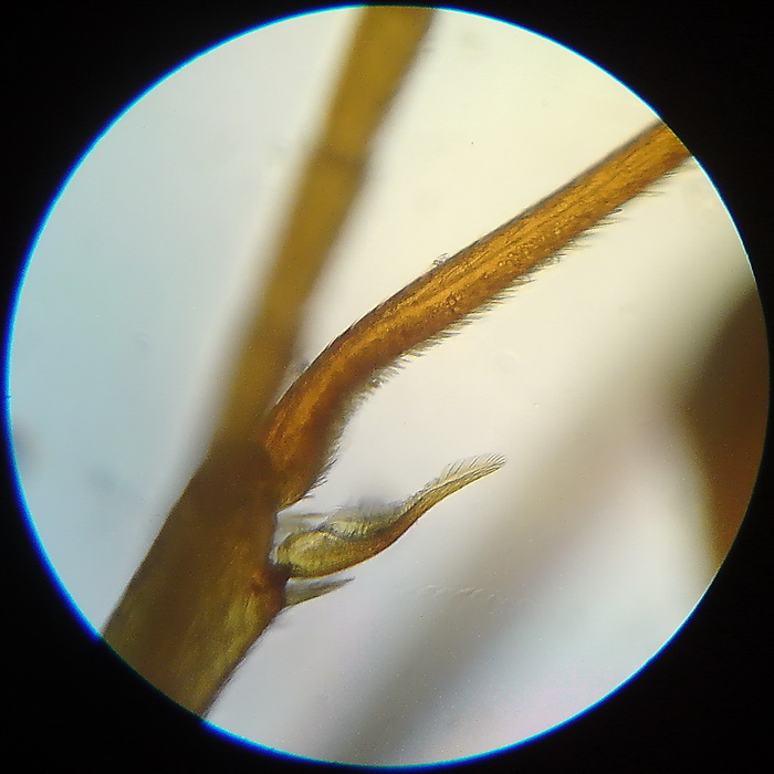 Ant under microscope 5