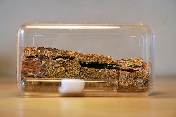 Wood Camponotus 11.jpg