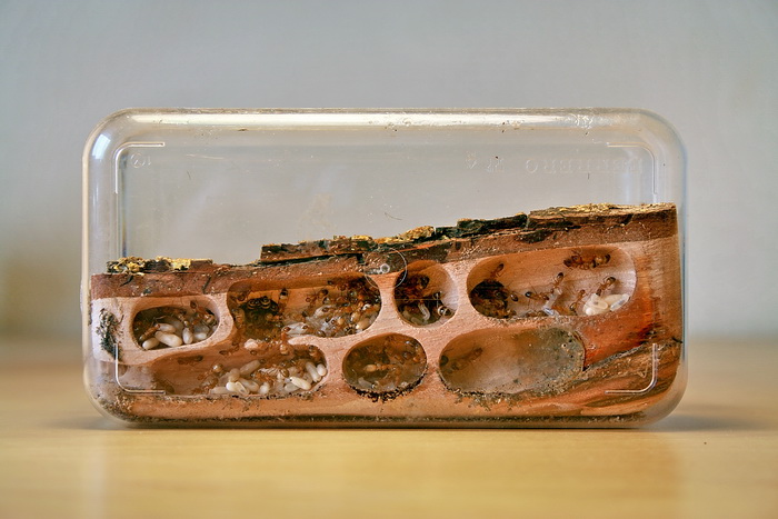 Wood Camponotus 12.jpg