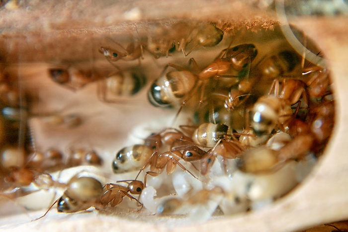 Wood Camponotus 13.jpg