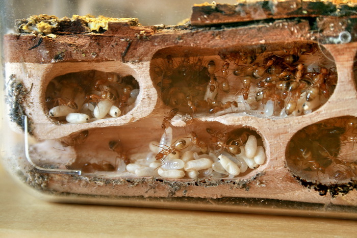 Wood Camponotus 14.jpg