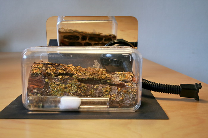 Wood Camponotus 15.jpg