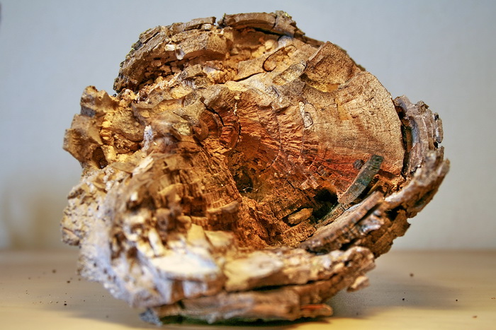 Wood Camponotus 19.jpg