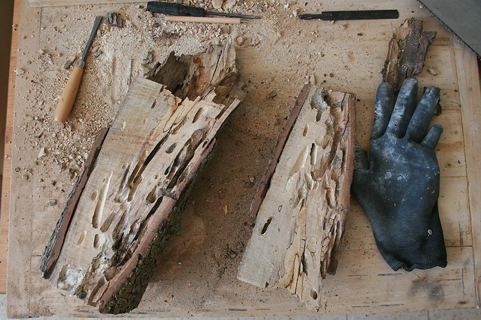 Wood Camponotus 2 1.JPG