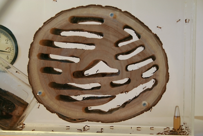 Wood Camponotus 2 10.JPG