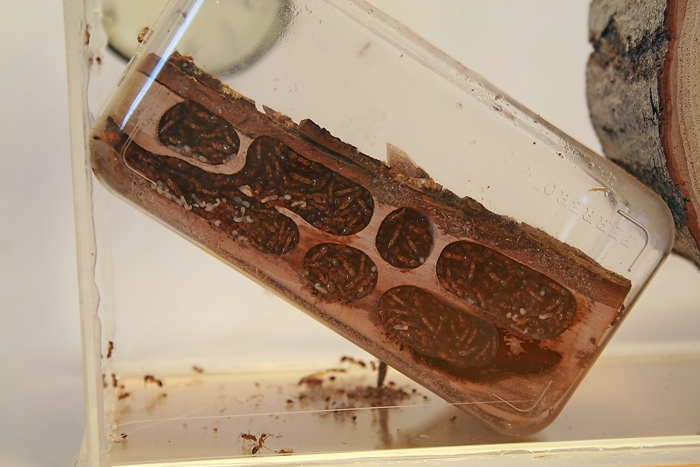 Wood Camponotus 2 11.JPG