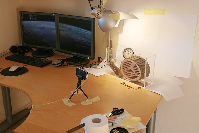 Wood Camponotus 2 12.JPG