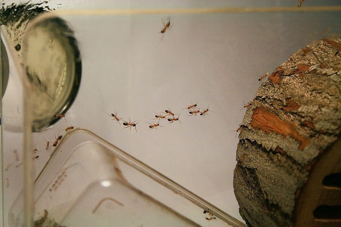 Wood Camponotus 2 14.JPG