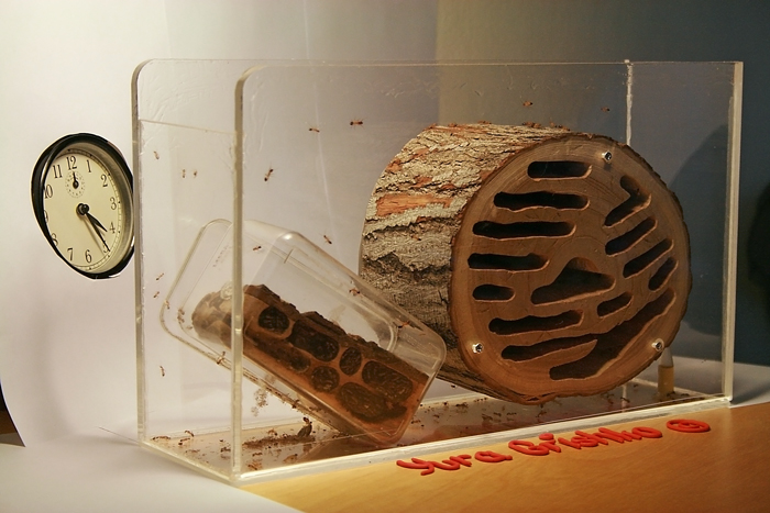 Wood Camponotus 2 15.JPG