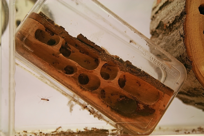 Wood Camponotus 2 16.JPG