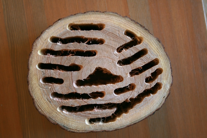 Wood Camponotus 2 4.JPG