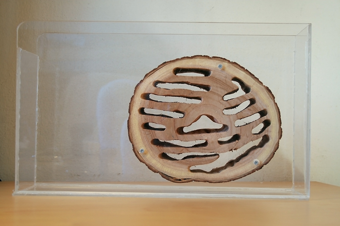 Wood Camponotus 2 5.JPG