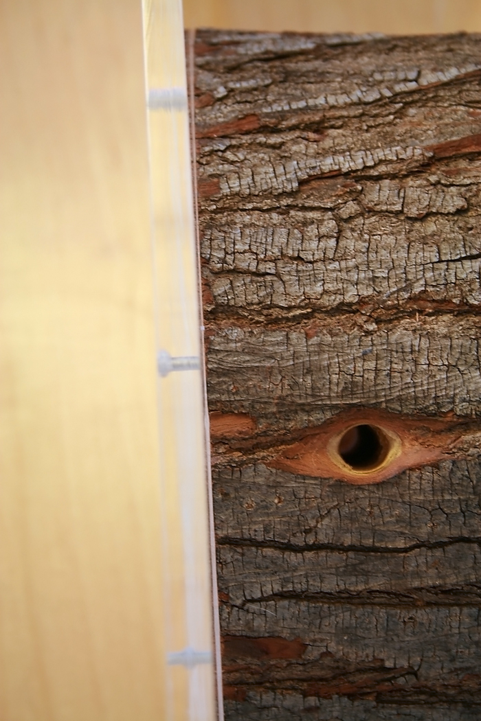 Wood Camponotus 2 6.JPG