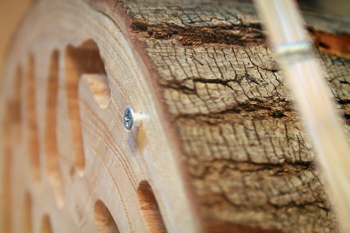 Wood Camponotus 2 7.JPG