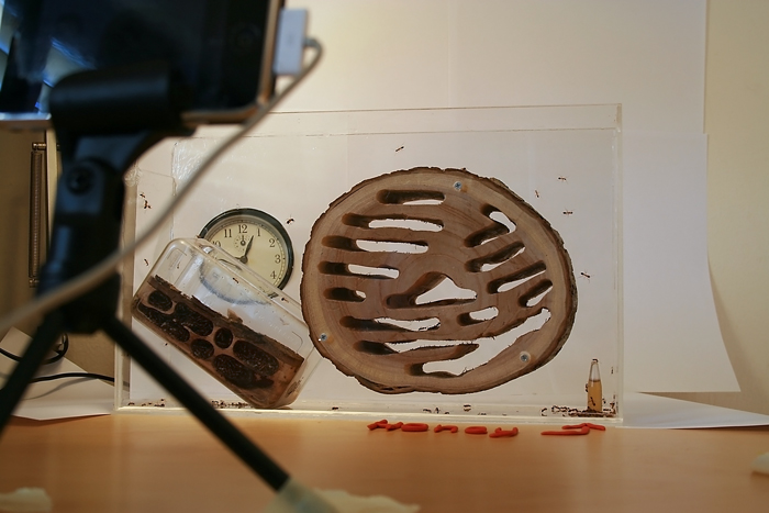 Wood Camponotus 2 9.JPG