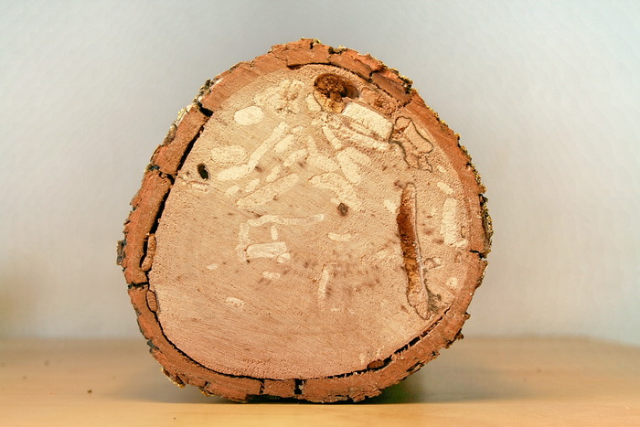 Wood Camponotus 20.jpg