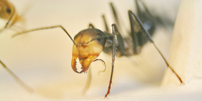 Cataglyphis niger cn11.JPG