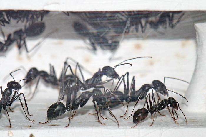 Cataglyphis niger cn13.JPG