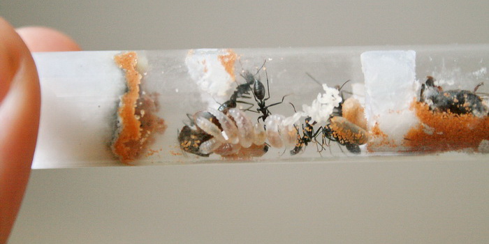 Cataglyphis niger cn3.JPG