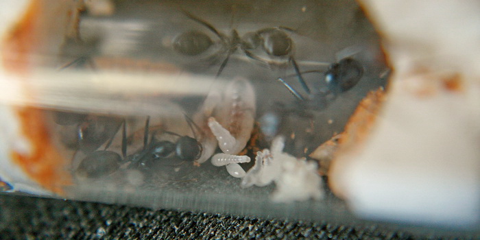 Cataglyphis niger cn4.JPG