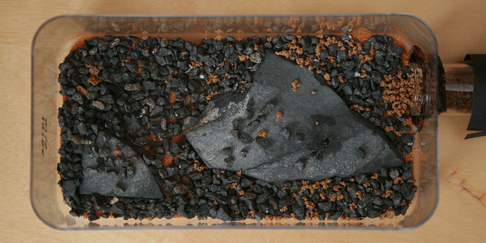 Cataglyphis niger cn5.jpg