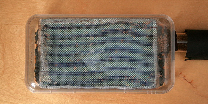 Cataglyphis niger cn6.jpg