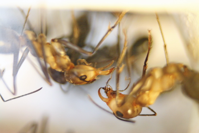 Cataglyphis niger cn9.JPG